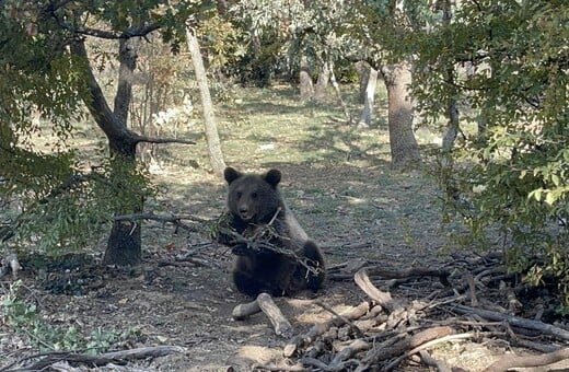 Ξύπνησαν από τη χειμερία νάρκη οι αρκούδες στον «Αρκτούρο»