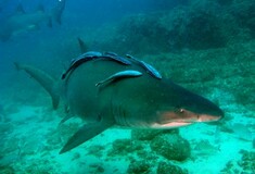 ΒΙΝΤΕΟ: Καρχαρίας γέννησε μπροστά σε λουόμενους