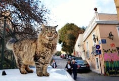 Eφτάψυχες - Nine Lives: Μια οργάνωση που σιτίζει και στειρώνει τις αδέσποτες γάτες της πόλης