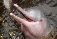 Χωρίς τουρίστες τριγύρω, σπάνια ροζ δελφίνια βγήκαν για παιχνίδι στα ανοιχτά της Ταϊλάνδης