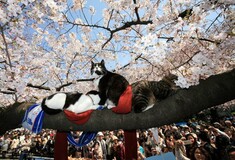 Η Ιαπωνία στους ρυθμούς του Hanami.