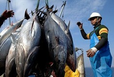 Φουκουσίμα: Ραδιενέργεια ρεκόρ στα ψάρια