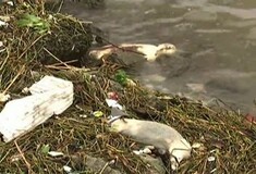 Χιλιάδες νεκροί χοίροι έπλεαν σε κινεζικό ποταμό