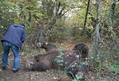 Δύο νεκρές αρκούδες από σφαίρες στην περιοχή των Πρεσπών