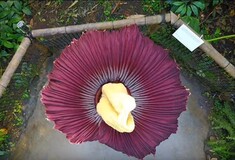 Ο φαλλός του Τιτάνα: αυτό είναι το πιο θηριώδες λουλούδι του κόσμου