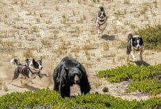 Οι σκύλοι που κυνηγούν και τρομάζουν τις αρκούδες για να τις προστατεύσουν