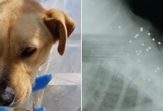 Κρήτη: Πυροβόλησαν σκύλο και μετά τον μαχαίρωσαν