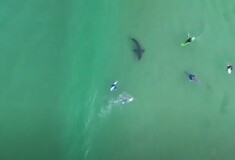 Βίντεο: Λευκός καρχαρίας κολυμπά δίπλα σε σέρφερ, που αγνοούν την παρουσία του
