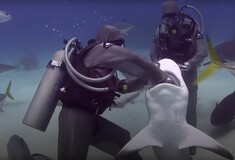 Μια γυναίκα έχει αφαιρέσει πάνω από 300 αγκίστρια μέσα από τα σαγόνια καρχαριών