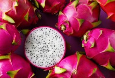 Εξωτικά dragon fruit που καλλιεργούνται 30χλμ από το κέντρο της Αθήνας