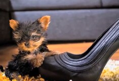 O μικρότερος σκύλος του κόσμου