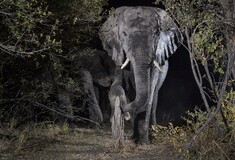 Φωτογραφίζοντας άγρια ζώα με κρυφές κάμερες