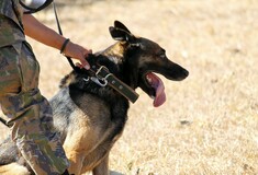 Πολιτείες στις ΗΠΑ αποσύρουν τα σκυλιά της δίωξης επειδή νομιμοποιείται η κάνναβη