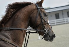 Εικόνες φρίκης στον Ασπρόπυργο: Άλογα άρρωστα, τυφλά, δεμένα με αλυσίδες- Στο εδώλιο οι υπεύθυνοι