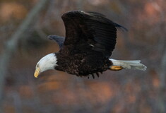 Most U.S. eagles suffer from lead poisoning, study suggests