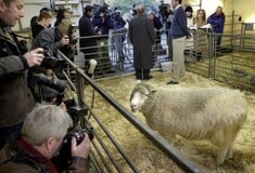 Τι απέγινε η κλωνοποιημένη Ντόλι, το διασημότερο πρόβατο στην ιστορία