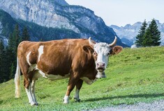 Η Νέα Ζηλανδία σχεδιάζει να φορολογήσει το ρέψιμο των αγελάδων