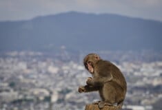 Ιαπωνία: Μαϊμού «τρομοκρατεί» πόλη- Μπαίνει σε σπίτια, δαγκώνει από μωρά μέχρι ηλικιωμένους