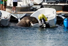 Freya the walrus sinks boats and captures hearts in Norway