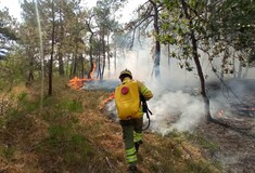 Δαδιά: Απομάκρυναν προληπτικά δύο νεοσσούς σπάνιου είδους γύπα