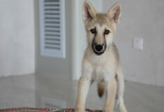 Cloned Arctic wolf named Maya could help preserve endangered animals 