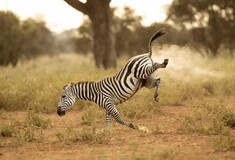 Comedy Wildlife Photography Awards: Μια ζέβρα «αερίζεται», ψάρια «χαμογελούν» και ένα ρακούν χαιρετάει