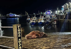 Rare walrus sighting draws huge crowds to harbour