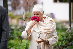 Η Τζούντι Ντεντς μυρίζει ένα λουλούδι