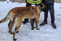 «Όποιος σε έβλεπε με σκύλο, σε καλούσε να ψάξεις»: Pepper και Buzz έσωσαν ανθρώπους στην Τουρκία