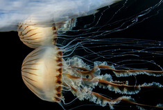 Underwater Photographer of the Year 2023: Η εντυπωσιακή κι ενίοτε θλιβερή, μυστική ζωή των ωκεανών