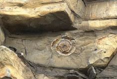 Αγόρι βρήκε αμμωνίτη 200 εκατομμυρίων ετών σε παραλία - «Σπάνιο εύρημα»