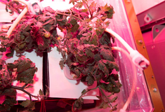 NASA: Έρχονται οι πρώτες ντομάτες που αναπτύχθηκαν στο διάστημα-LIVE 