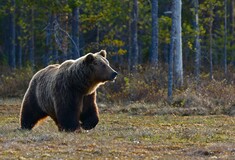 Σε αιχμαλωσία η αρκούδα που σκότωσε δρομέα- Αναμένεται απόφαση για τη θανάτωσή της