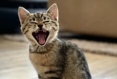 Τι σημαίνει «νιάου» στη γλώσσα της γάτας;- Ειδική γλωσσολόγος εξηγεί 