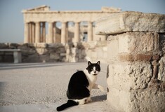 Τα κατοικίδια μπαίνουν σε αρχαιολογικούς χώρους- Υπό όρους