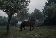 Τζια: Άλογο παστουρωμένο «κρεμόταν» σε πλαγιά λόγω εξάντλησης- Έψαχνε νερό [ΣΚΛΗΡΕΣ ΕΙΚΟΝΕΣ]