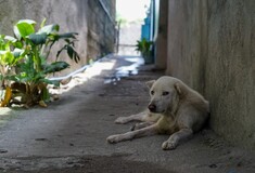 Κιλκίς: Καταδίκη 27χρονου - Μαχαίρωσε μέχρι θανάτου αδέσποτο σκύλο