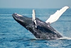 Humpback whale freed after gruelling eight-hour rescue mission in Australia