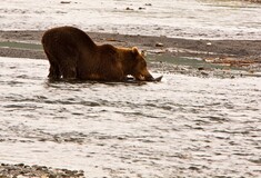 ΗΠΑ: Αρκούδα αγνόησε τους λουόμενους και βούτηξε στη θάλασσα για να δροσιστεί