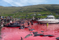 Πάνω από 500 νεκρά δελφίνια στην «παραδοσιακή» σφαγή στα νησιά Φερόες