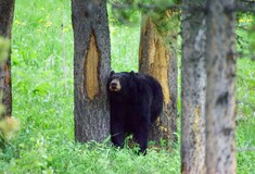 Αριζόνα: Έπινε καφέ και του επιτέθηκε αρκούδα - Νεκρός 66χρονος, θανατώθηκε το ζώο
