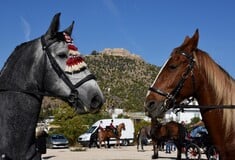 Φιλοζωικά σωματεία: Ανοιχτή επιστολή για την απαγόρευση χρήσης ιπποειδών ως «ταξί»