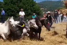 Αρκαδία: Χτυπούν άλογα σε αναπαράσταση αλωνίσματος– Οργή και αντιδράσεις για το «έθιμο» 