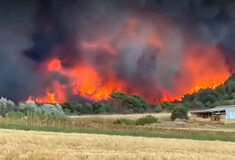 Φωτιά στην Αλεξανδρούπολη: Απειλείται το δάσος της Δαδιάς - «Χιονίζει» στάχτη στο κέντρο της