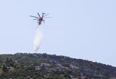 Φωτιές: Τέσσερις προσαγωγές υπόπτων για εμπρησμούς σε Αυλώνα και Μενίδι 