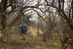 Φωτιές: Πάνω από 800.000 καμένα στρέμματα σε Αλεξανδρούπολη και Δαδιά