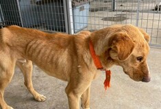 Eισαγγελική παρέμβαση για τα δεκάδες αποστεωμένα και υποσιτισμένα σκυλιά στην Τρίπολη