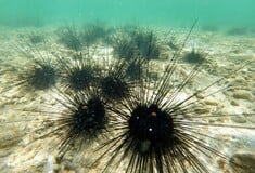 Θαλάσσια πανδημία αχινών επεκτείνεται και απειλεί κοραλλιογενείς υφάλους