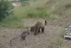 Αρκούδα με 4 μικρά σε χωριό της Μακεδονίας - Όλο και πιο συχνή η εμφάνιση σε κατοικημένες περιοχές