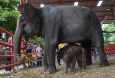 Ταϋλάνδη: Ελεφαντίνα γέννησε δίδυμα – Από τον τρόμο της πήγε να σκοτώσει το δεύτερο μωρό
